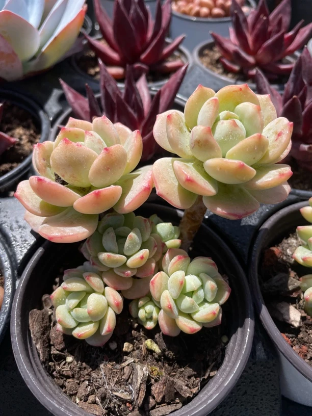 香草比斯 精控老桩整群 带盆发货