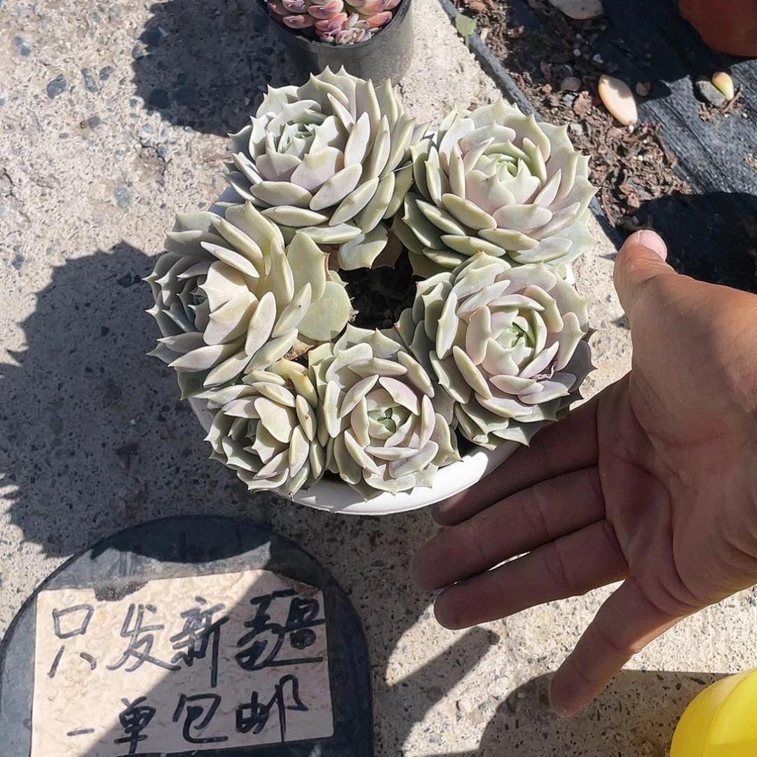 ❄️****6头露娜莲带盆发货
