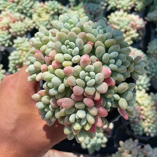 鱼子酱达芙妮带盆发货