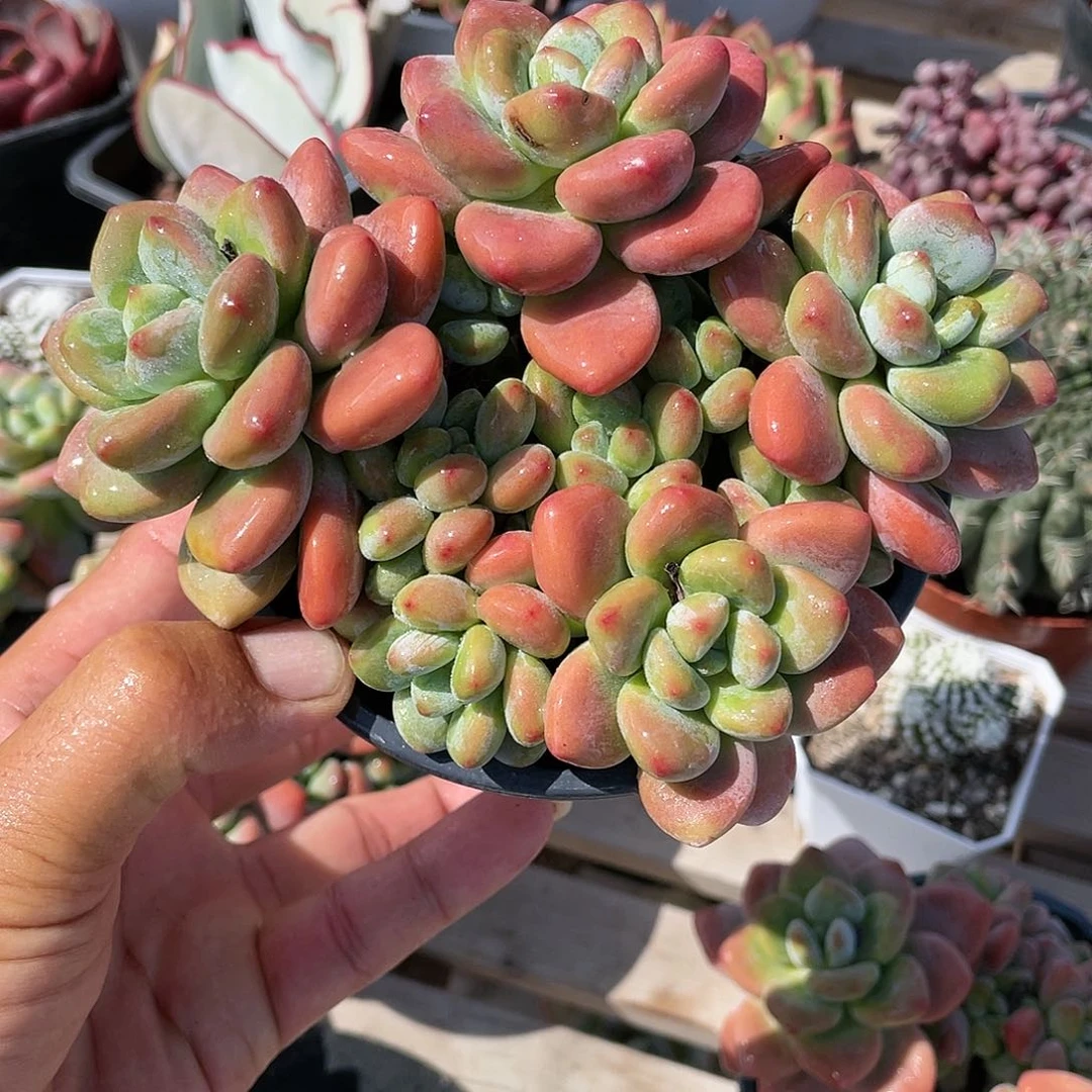 樱花洛神老庄带盆发货