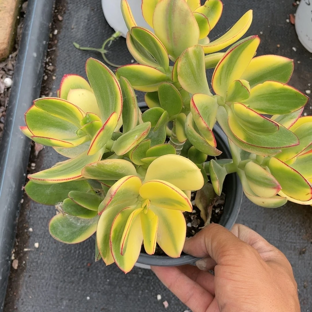 新华月锦带盆发货