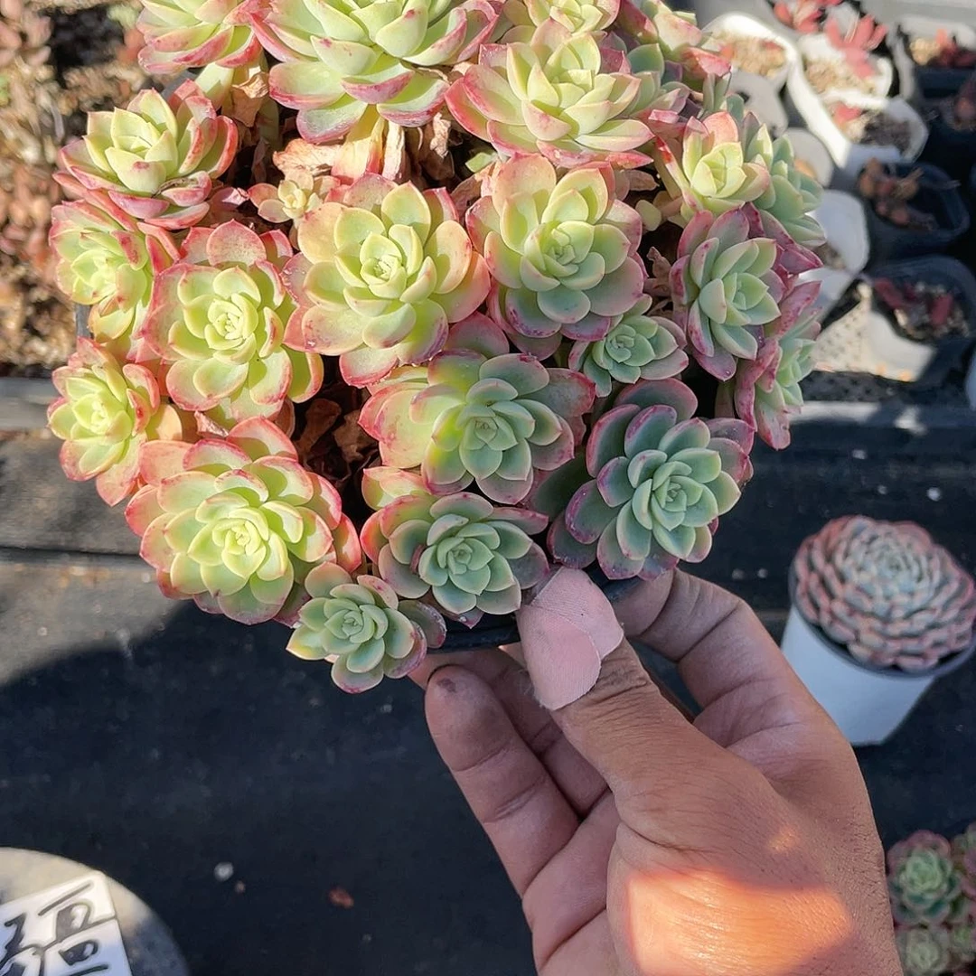 依****哈密瓜大群带盆