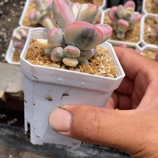 乒乓福娘锦带盆发货