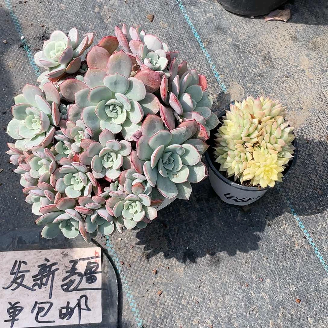 妹*凌波仙子加女雏锦带盆发货