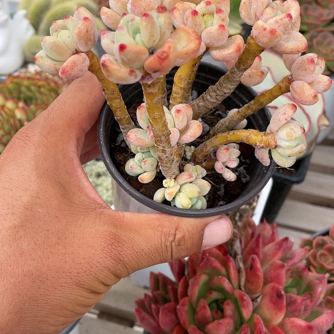 罗琦小老桩带盆发货