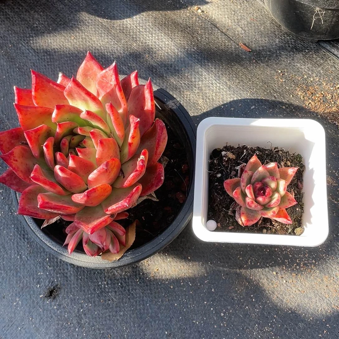 苏*超大弗兰克加小红骑士