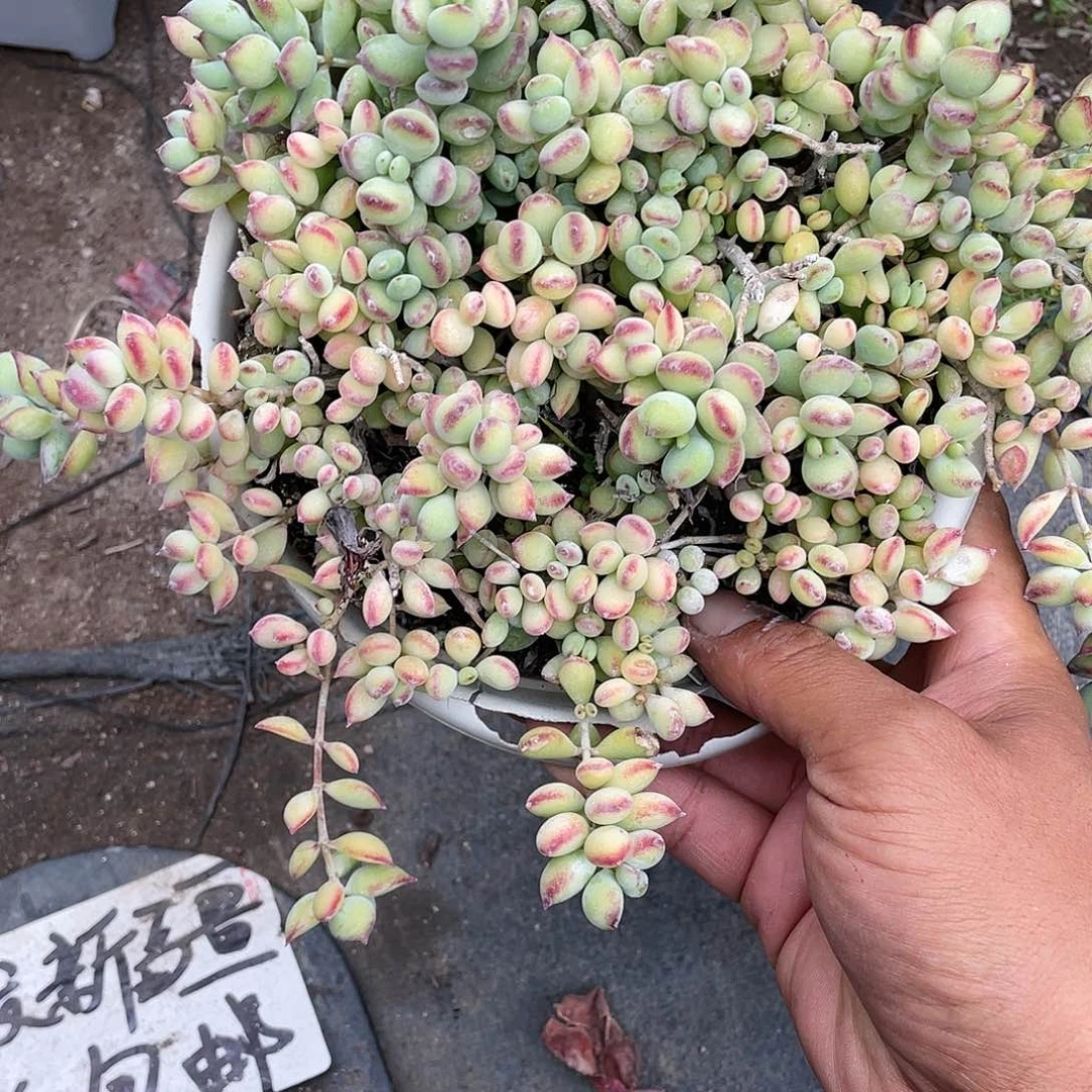 在****e达摩福娘福利带盆发货