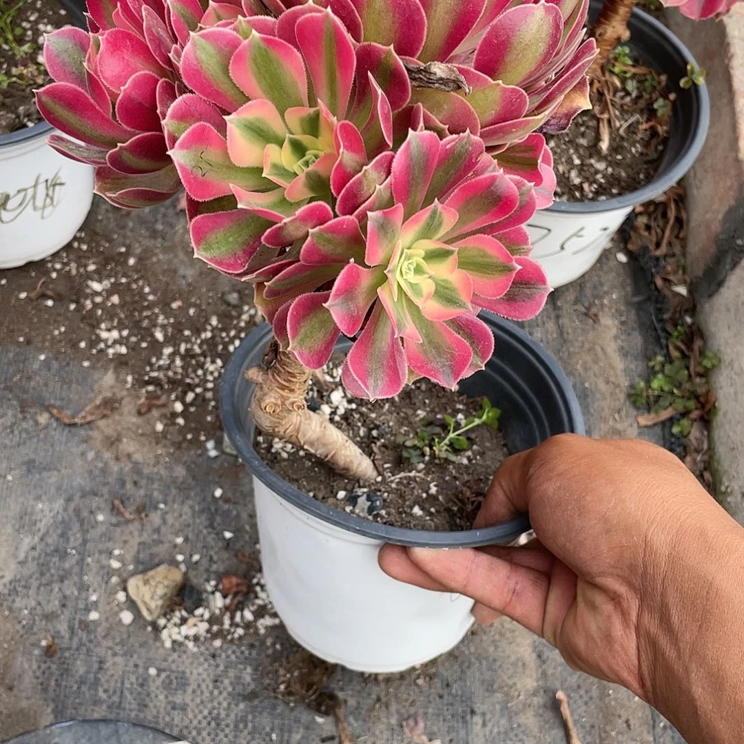 粉女巫法师手捧老桩