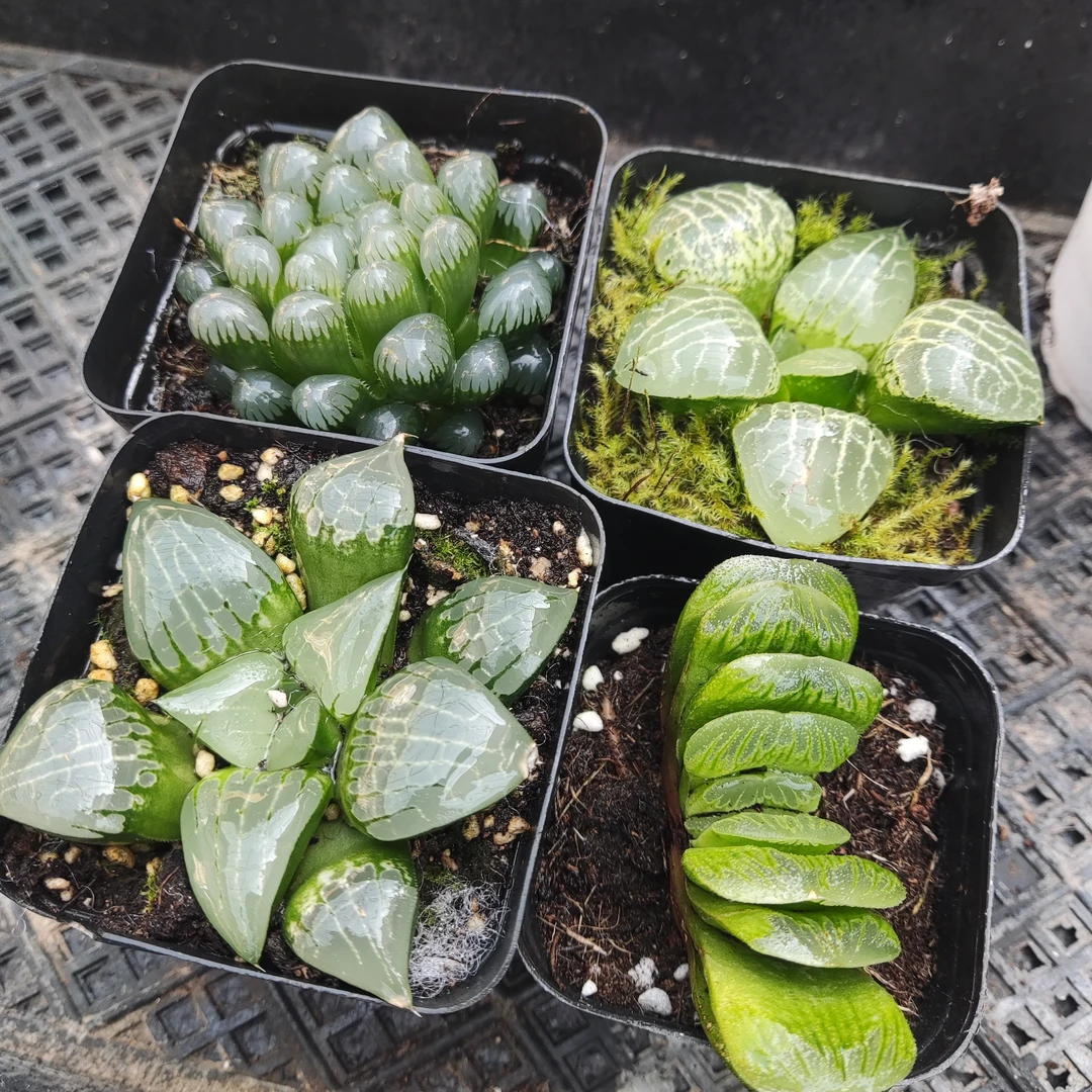 【新疆包邮】玉露高端套餐二 带盆发货 乌市直发多肉植物