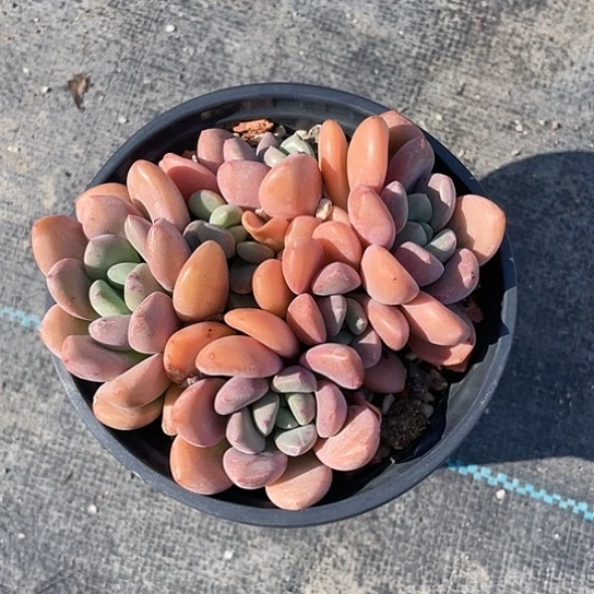 洗****健白鹭多肉带盆发货