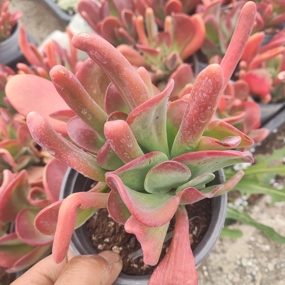 【只发新疆】 火狐狸 带盆发货。新疆精品店铺满28全疆包邮。多肉植物