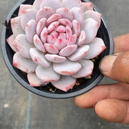玉芙蓉多肉带盆发货