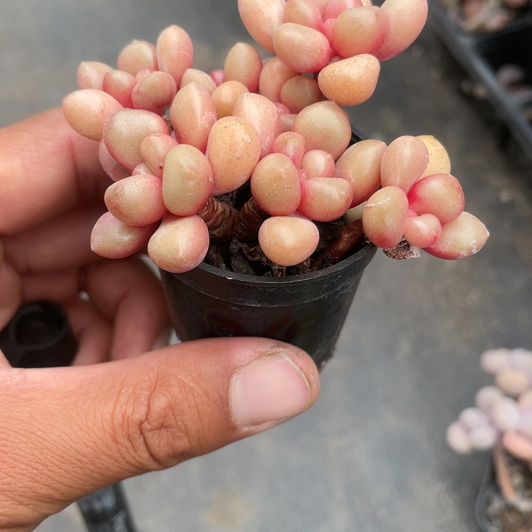 小课林黛玉带盆发货