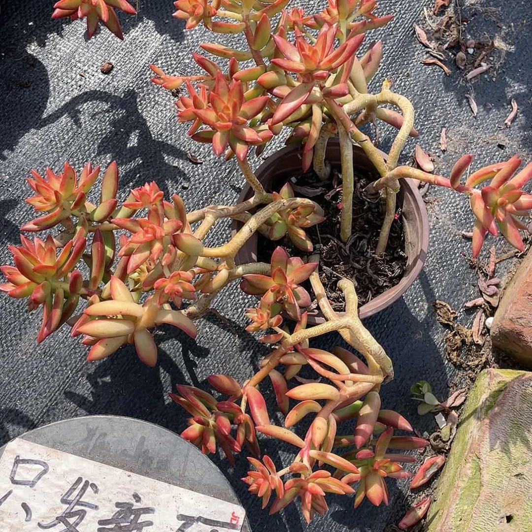 甜*妈大群红日带盆发货