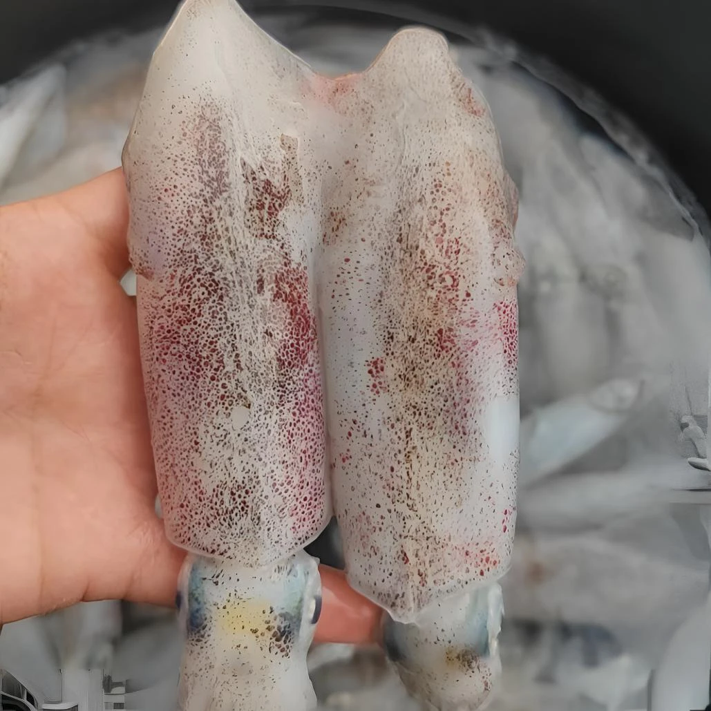 神泉港 浅海赤皮鱿鱼 黑皮鱿13个左右  脆口不缩水 拍一发五