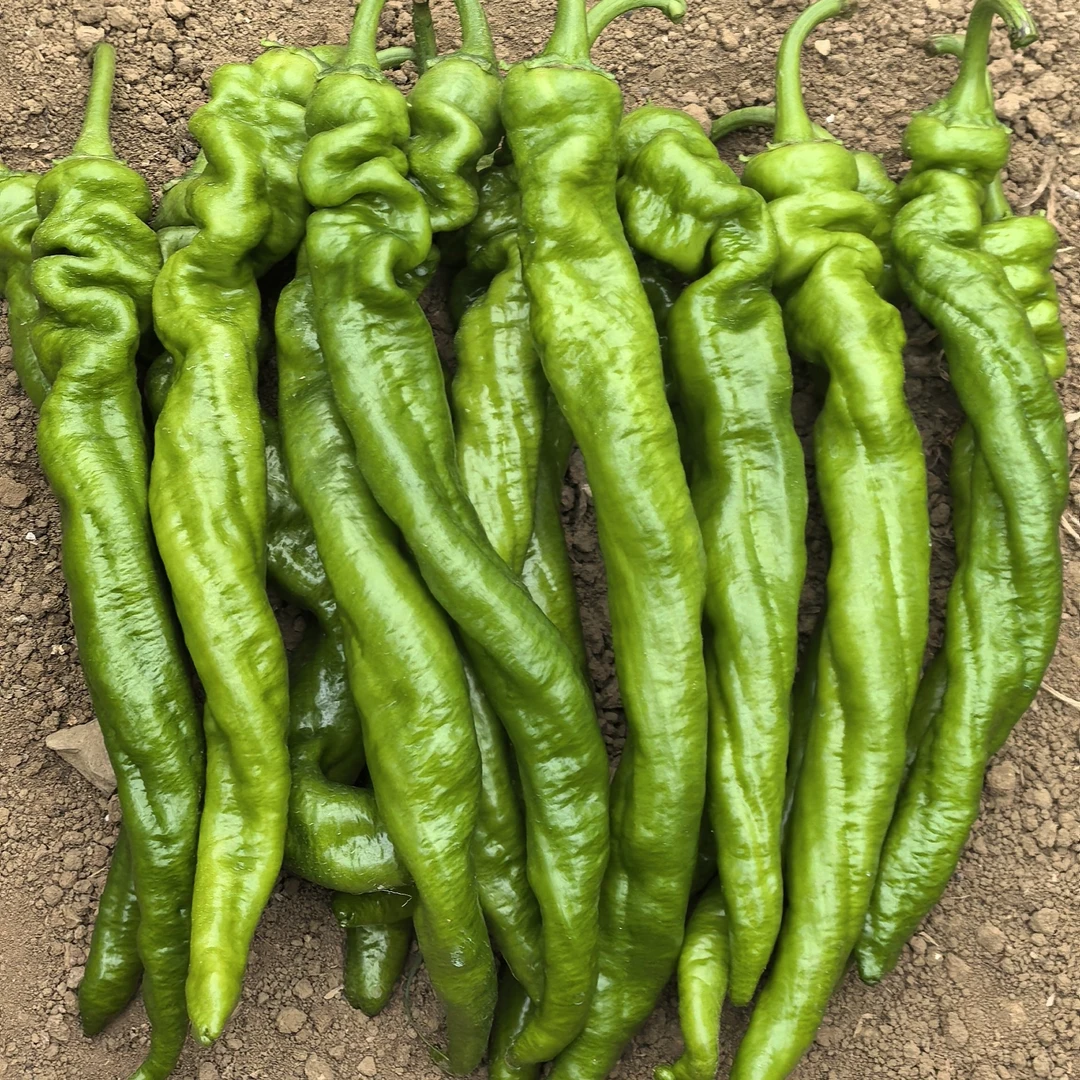 螺丝椒农家自种辣椒辣椒炒肉专用中辣