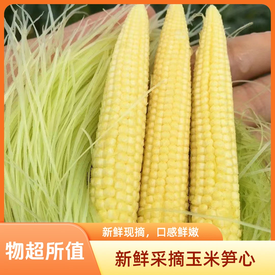 广西新鲜玉米笋现摘现发带皮带须嫩脆香甜小玉米笋心产地直发
