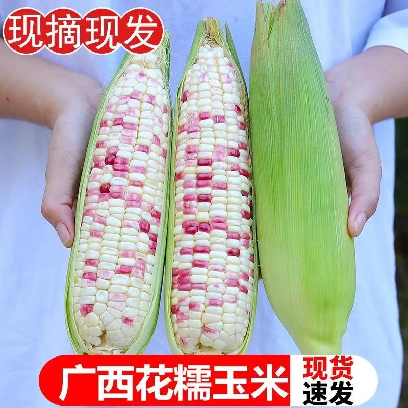 广西花糯玉米现摘现发新鲜香甜软糯个头大粒饱满农家自种产地直发