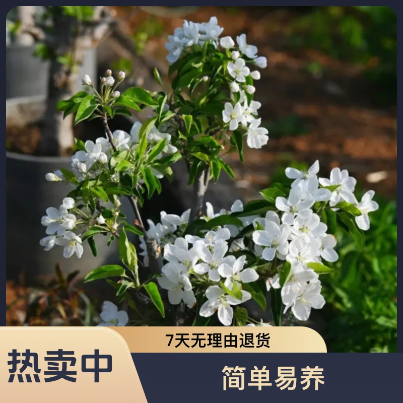 造型海棠盆栽原盆原土可地载盆栽。一物一拍庭院美观植物修剪光照