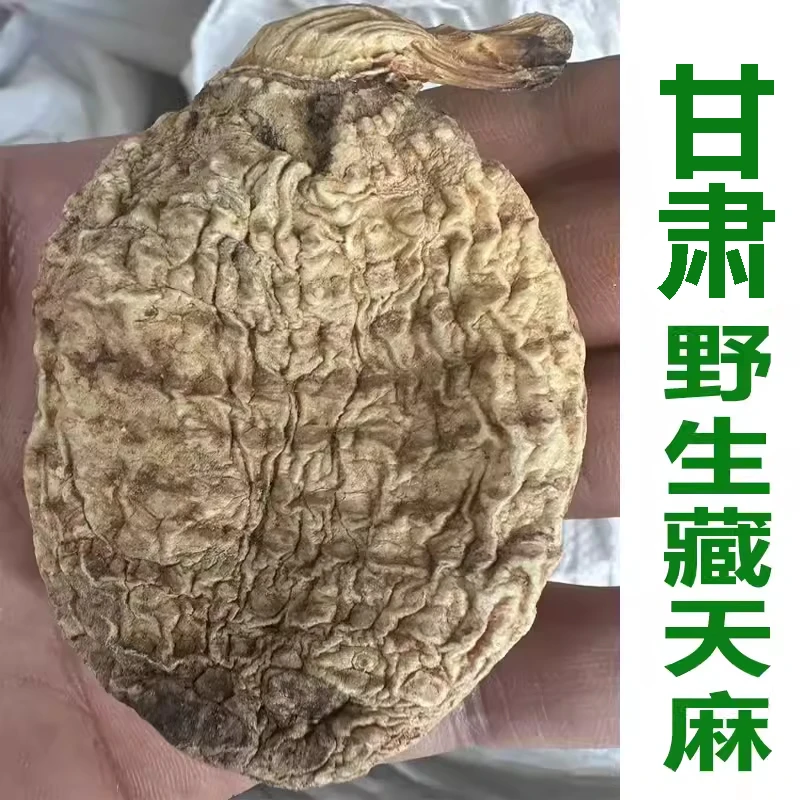 甘肃野山采挖野生天麻500克包邮新货无硫磺可切片