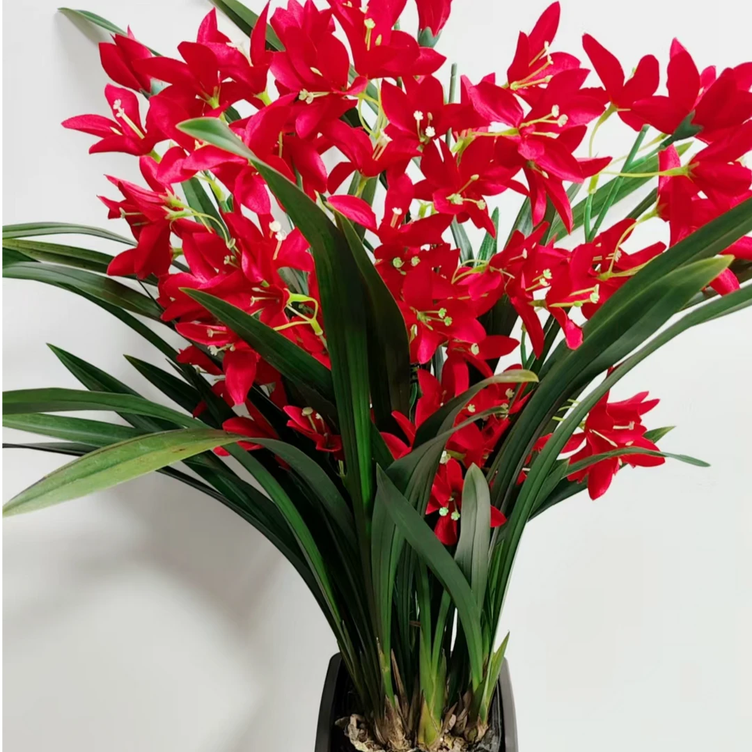 精品建兰当年开花【红双喜】6-8苗室内盆栽开花浓香型好养易活