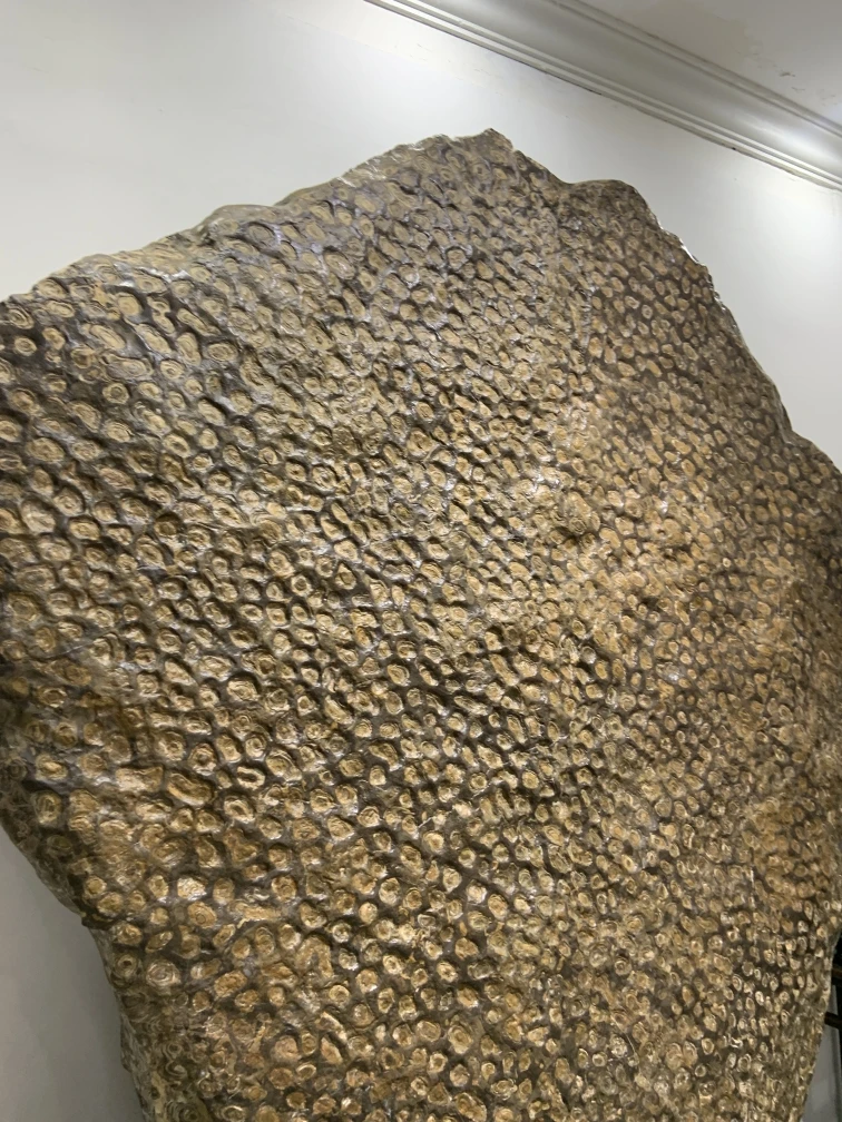 灵璧金钱石，直播间参拍！不包邮！