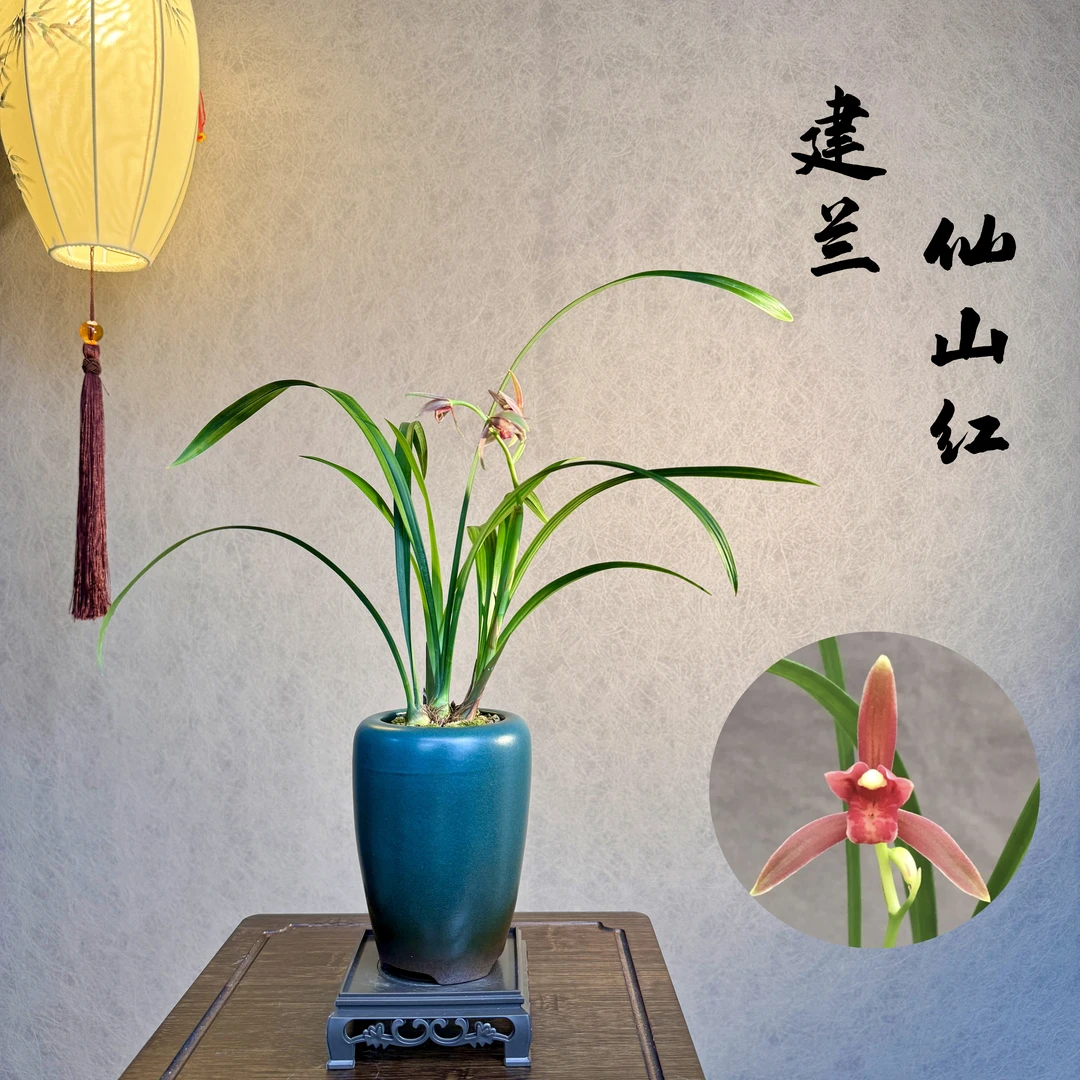 建兰仙山红国兰精带花苞3苗带盆底座好养易活室内绿植国兰精品