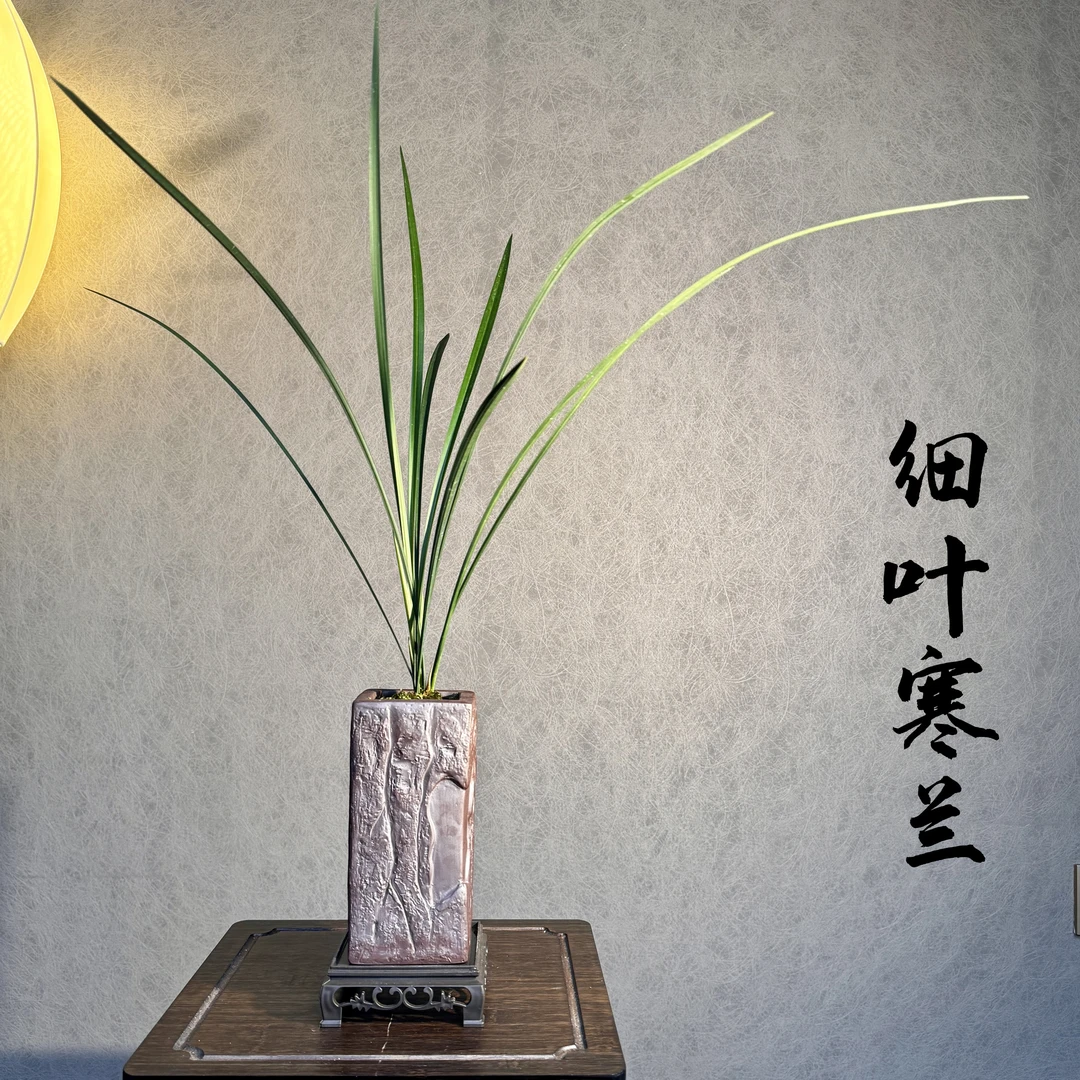 铭品细叶寒兰带花苞带盆底座好养易活室内绿植国兰精品