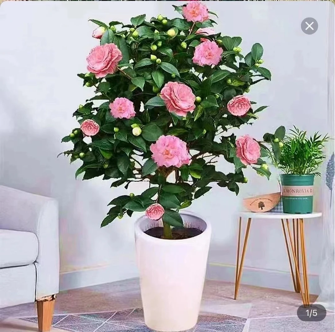 香妃山茶花盆栽带花苞室内好养茶花树苗四季开花客厅阳台室外绿植