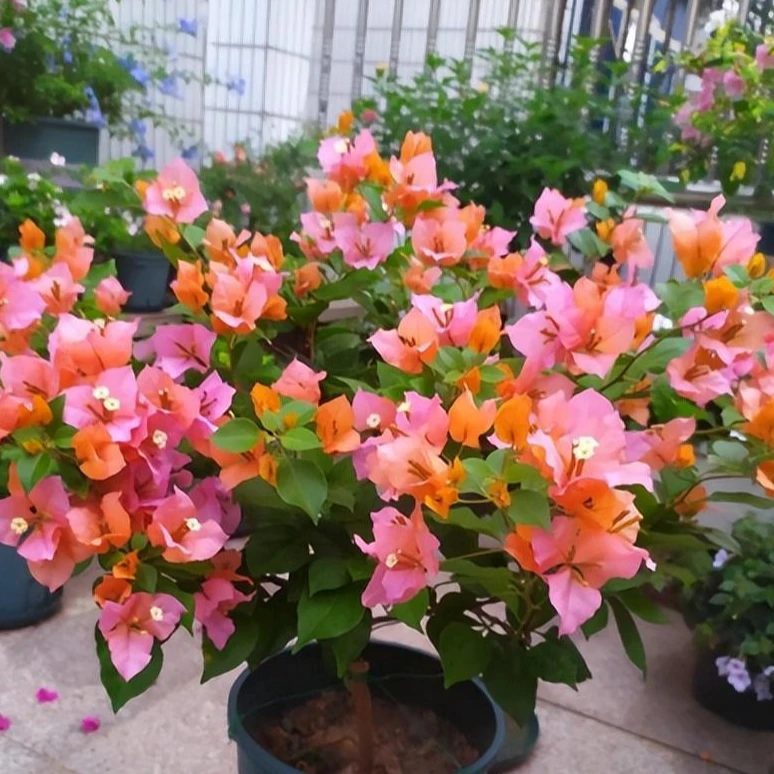 一物一拍三角梅30-40cm左右高原盆原土精挑细选云南直发