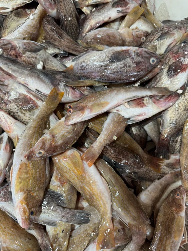 【纯野生】当地 小船黑黄鱼 顺丰发货