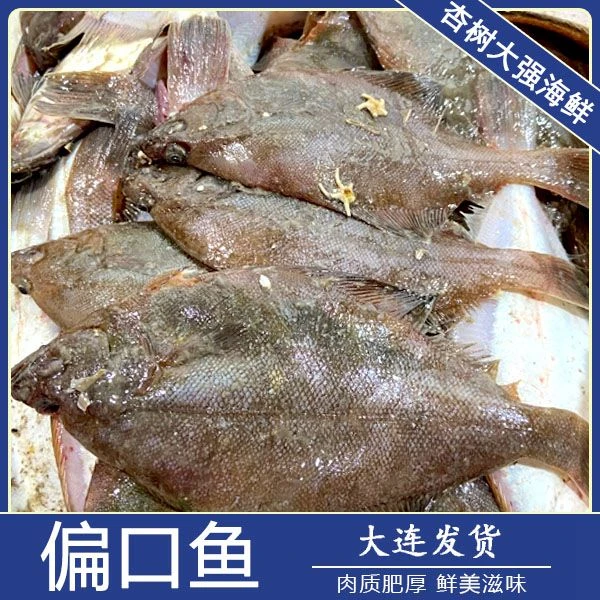 杏树屯 新鲜偏口鱼 4斤  顺丰发货