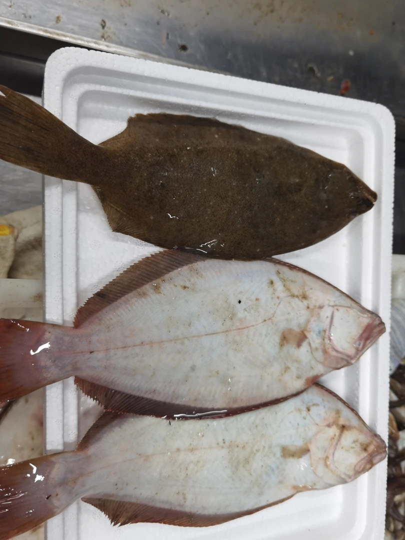 大连野生小船牙片鱼4斤一份