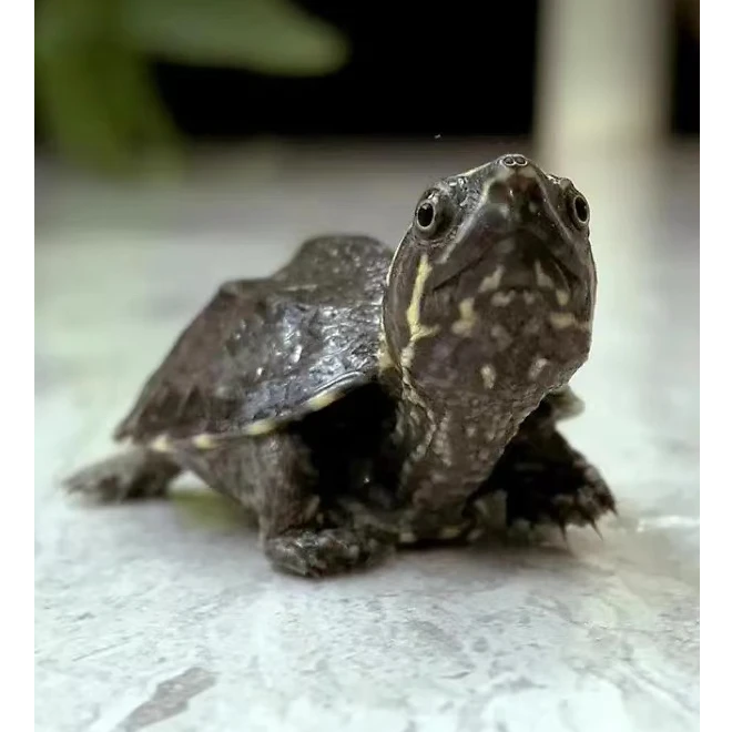 【麝香蛋龟】观赏宠物龟下单前选好龟确认再下单