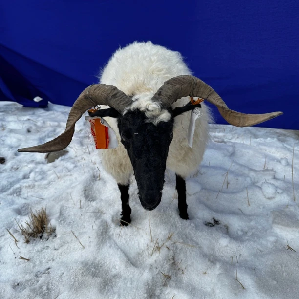 仿真羊皮模型 装饰 家具