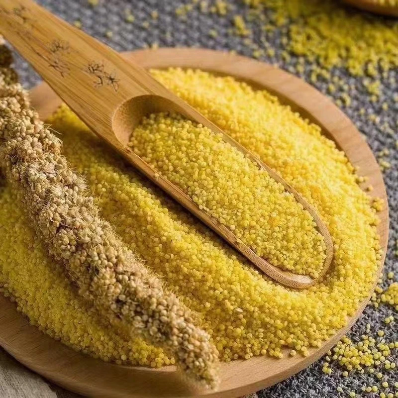 当季新米-山东沂蒙山小米 5斤装