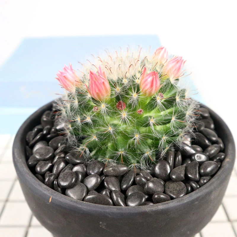 高沙实生突乳属绿植微型盆栽会开花毛刺仙人球多肉好养易活室外