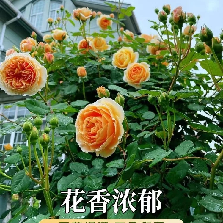【玛格丽特王妃】月季花苗爬藤月季藤本月季浓香大花庭院攀援花卉