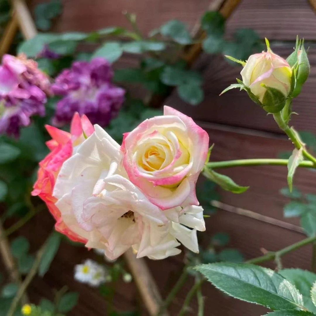 【藤彩虹】藤本月季花苗盆栽爬藤植物四季开阳台庭院玫瑰蔷薇爬墙