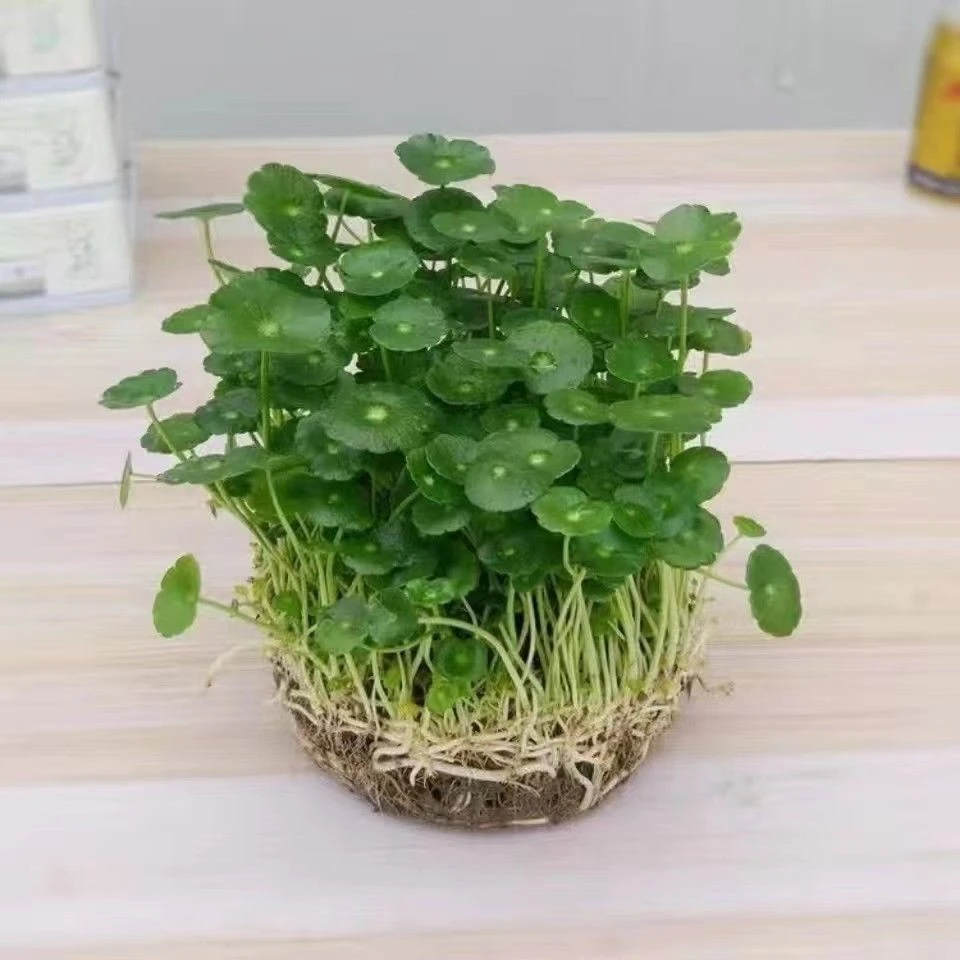 大叶水培铜钱草迷你办公室内盆栽客厅桌面绿植花卉趣味水养金钱草