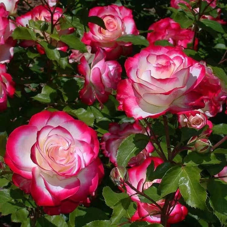 【摩纳哥公爵】灌木月季 大花复色丰花欧月四季盛开阳台庭院花卉