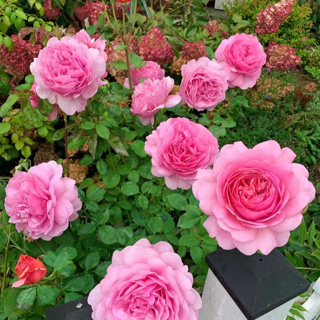 【肯特公主】灌木月季奥斯丁浓香大花玫瑰花多季开花植物庭院阳台