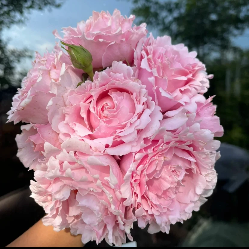 【索菲罗莎】灌木月季 大花浓香阳台庭院多季开花波浪边花瓣