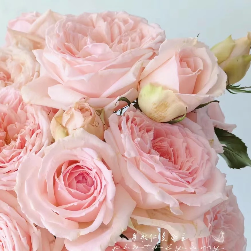 【仁美公主】灌木月季 粉色多头大花浓香四家开花阳台种植