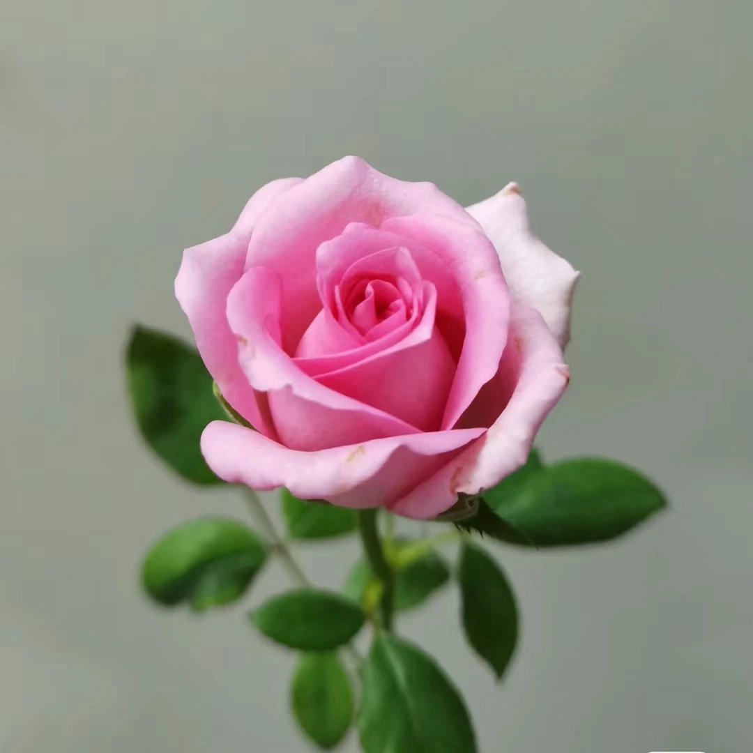 【上海夫人】 新品月季花苗切花大花四季开花阳台庭院月季浓香