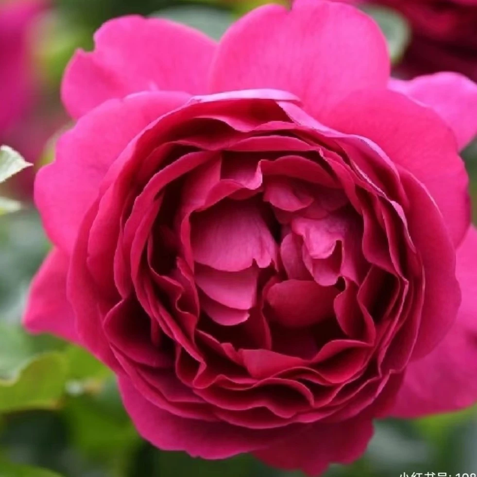 【胭脂口红】月季花苗灌木多季勤花浓香花卉阳台庭院花园盆栽植物