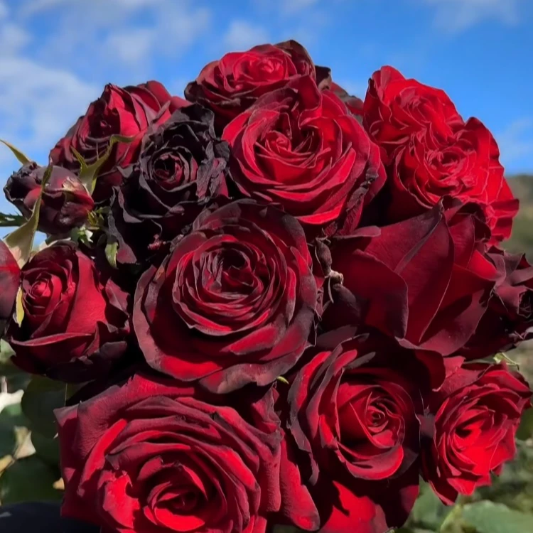 【角斗士】灌木月季黑红色新品切花四季开花阳台庭院种植