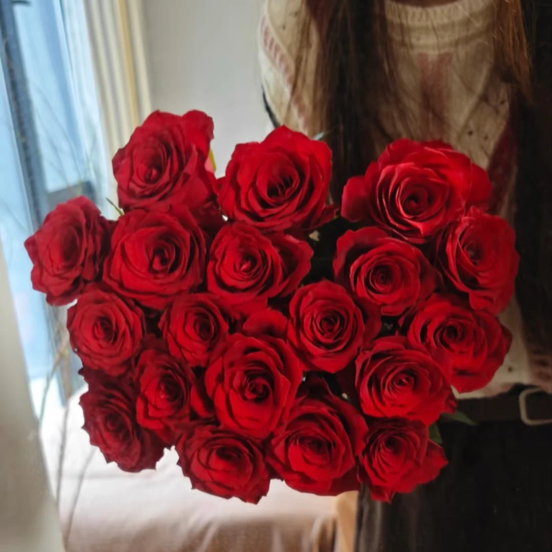 【思念】灌木月季  稀有红色玫瑰花酒杯状花型四季开花