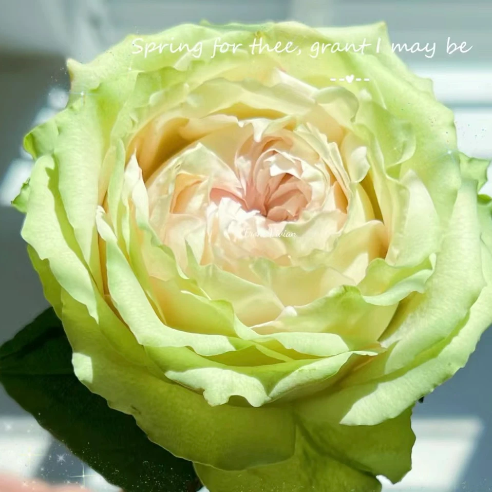 【催眠术】灌木月季新品绿色花朵带着红色花边阳台庭院种植