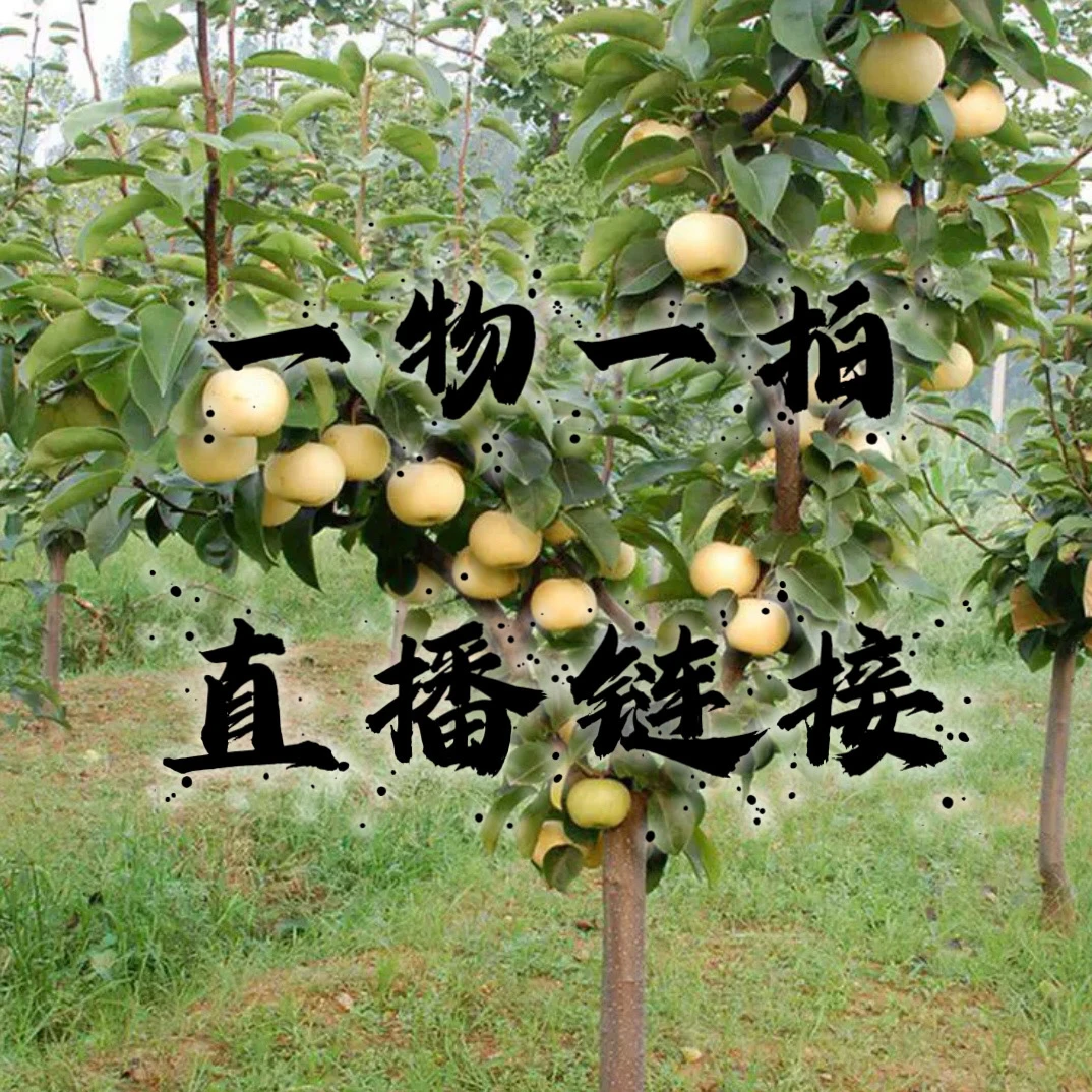 果树苗 一物一拍